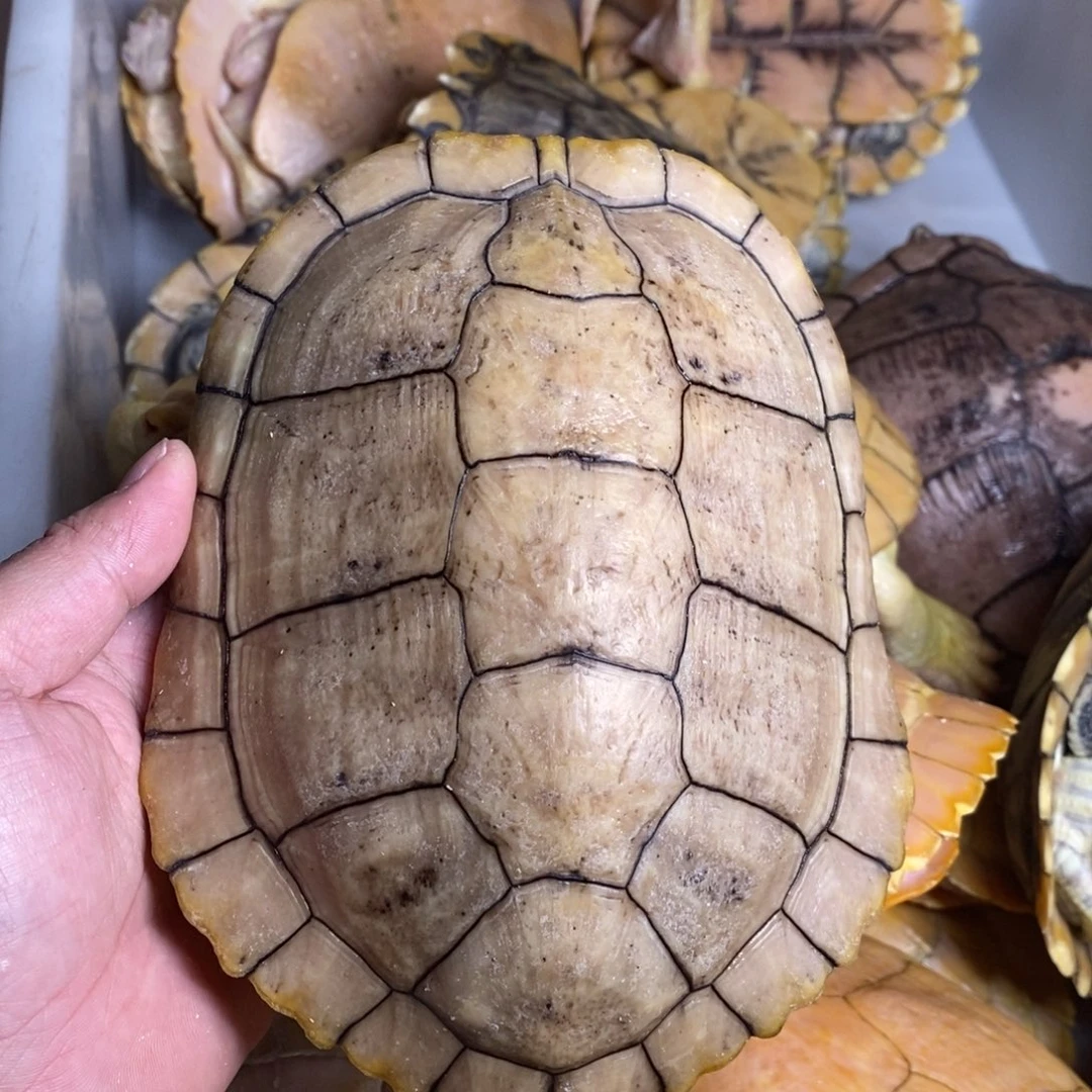 绿毛龟母果冻种一个