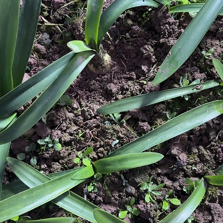 盲盒4.5厘米朱顶红