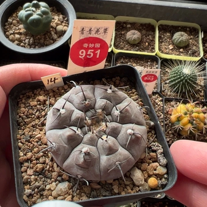 实生铅皮4.9cm一棵仙人球