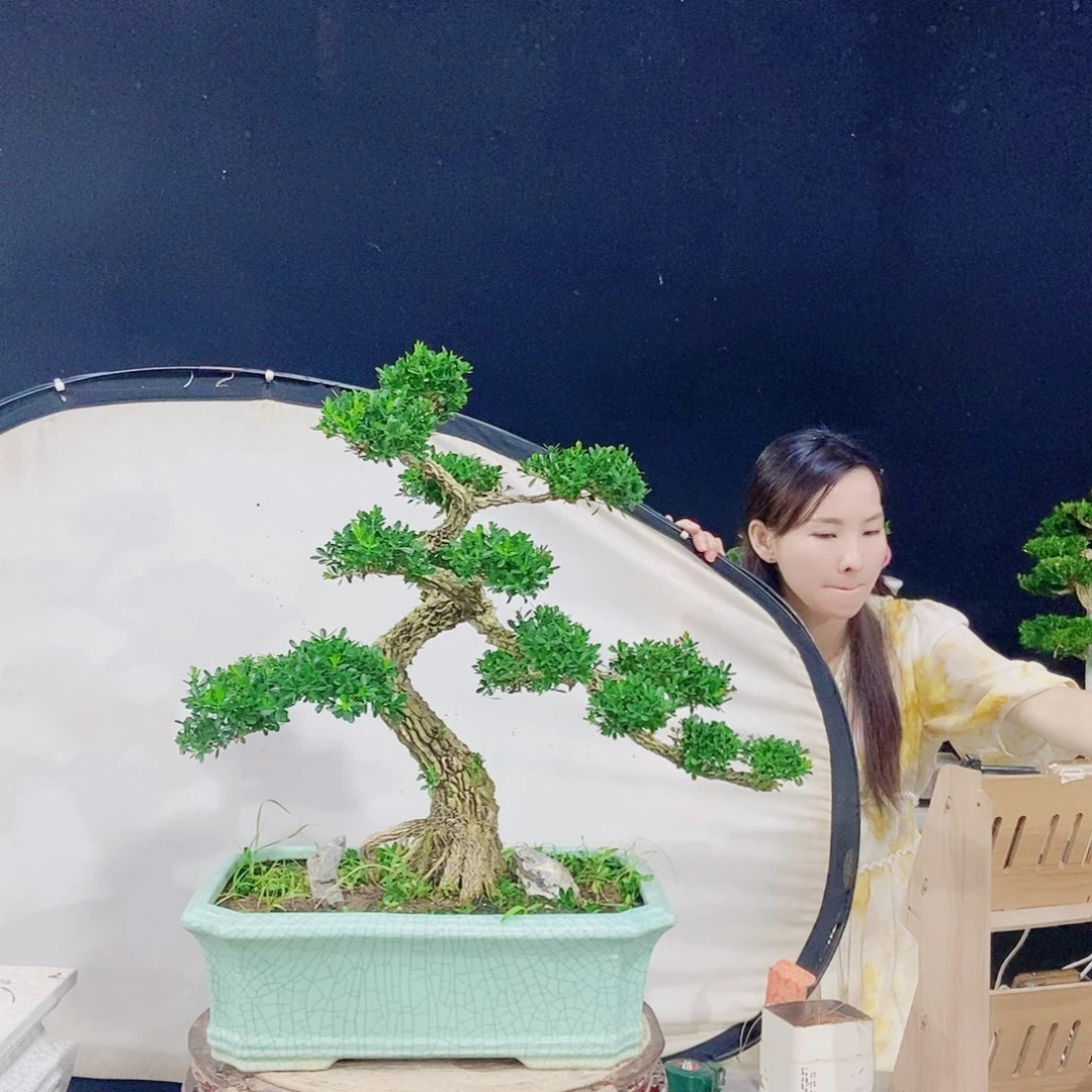 当前无花朵，栽培后可花朵