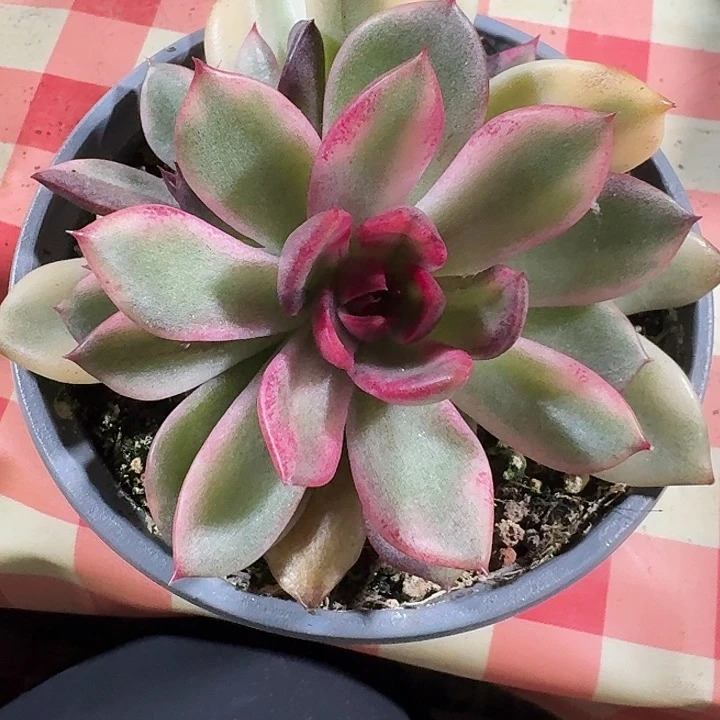 火焰山底座一物一拍