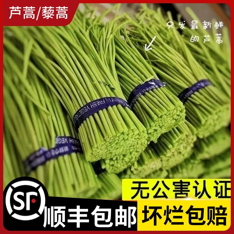 芦蒿新鲜湖北特产泥蒿农家现摘绿色健康原产地水嫩美味自种藜蒿