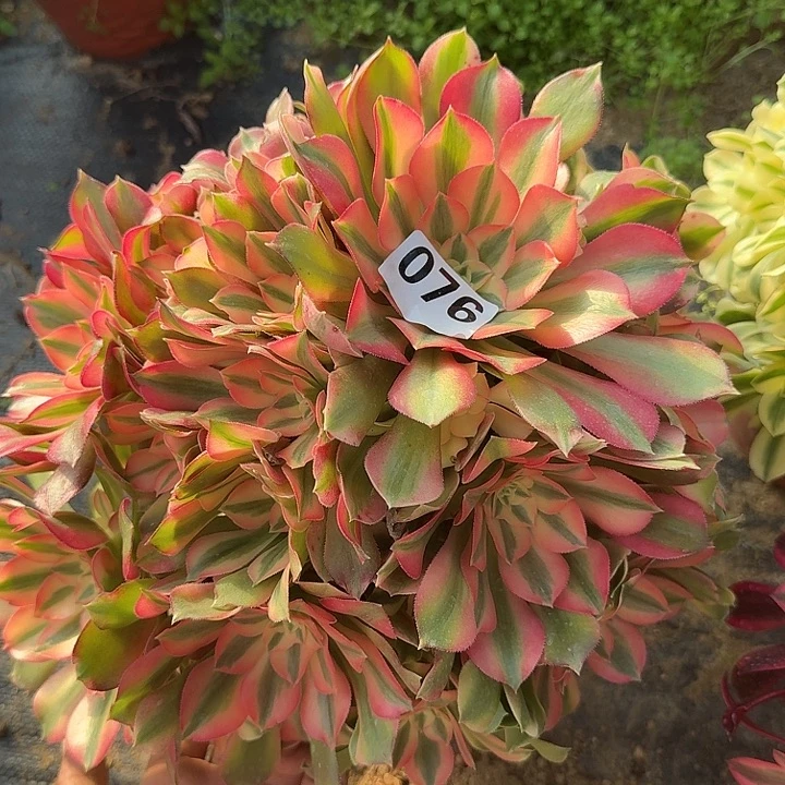 女郎076hhhhhhhhhhhh