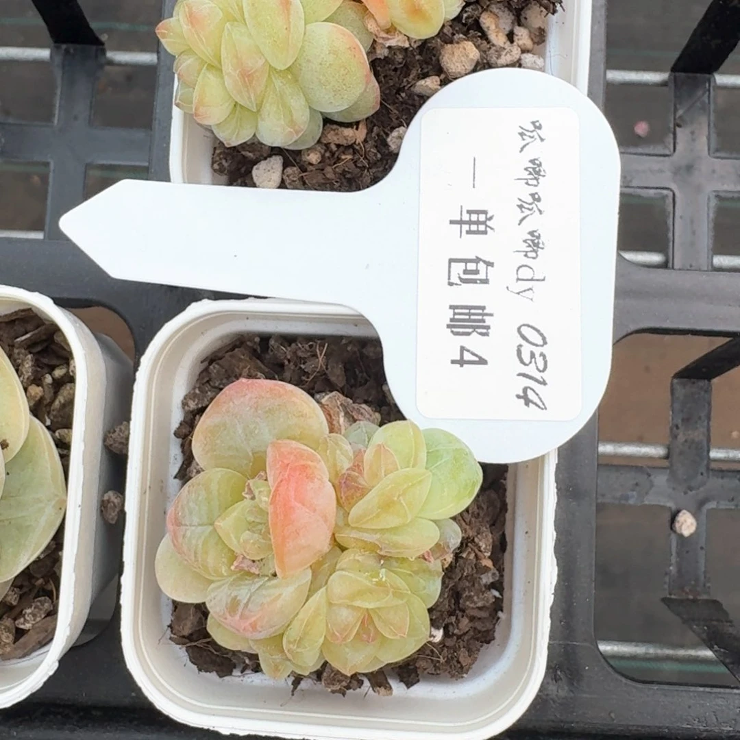 豆*、0314-04-编号糖心单头