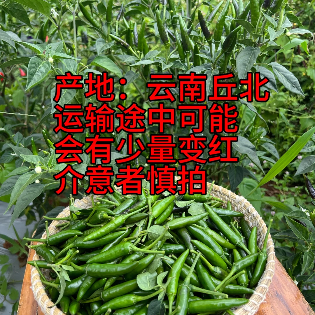青绿小米辣朝天椒特辣运输途中可能会有少量变红介意者慎拍云南