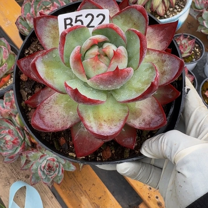 惊鸿仙子 522...........