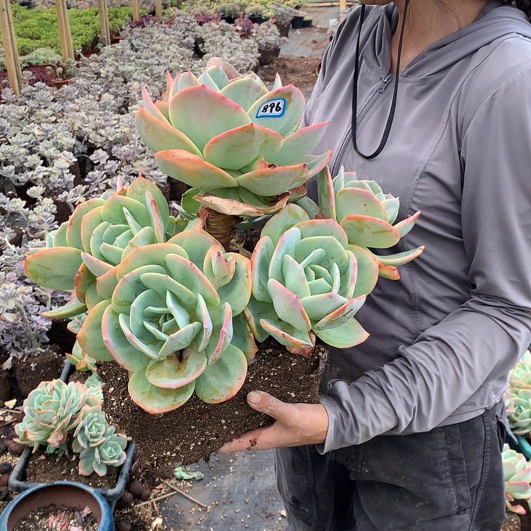 ****°896凤一物一拍多肉