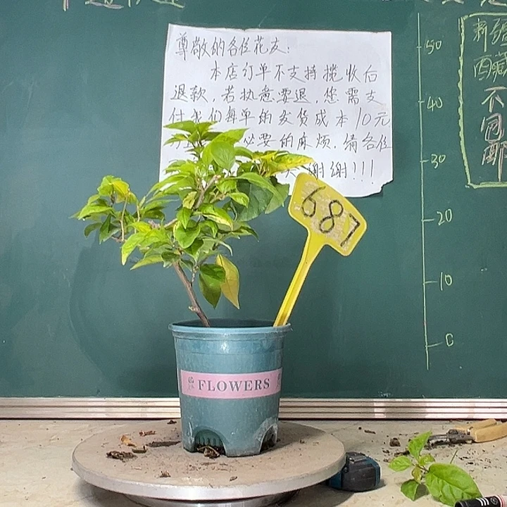 当前无花栽培后可以开花斑红樱 687