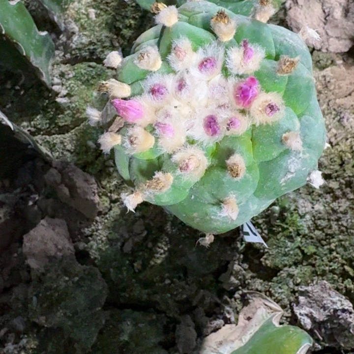 2204螺旋大角尤仙仙人球