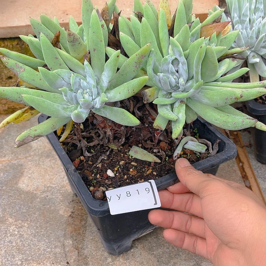 老桩仙女杯yy819
