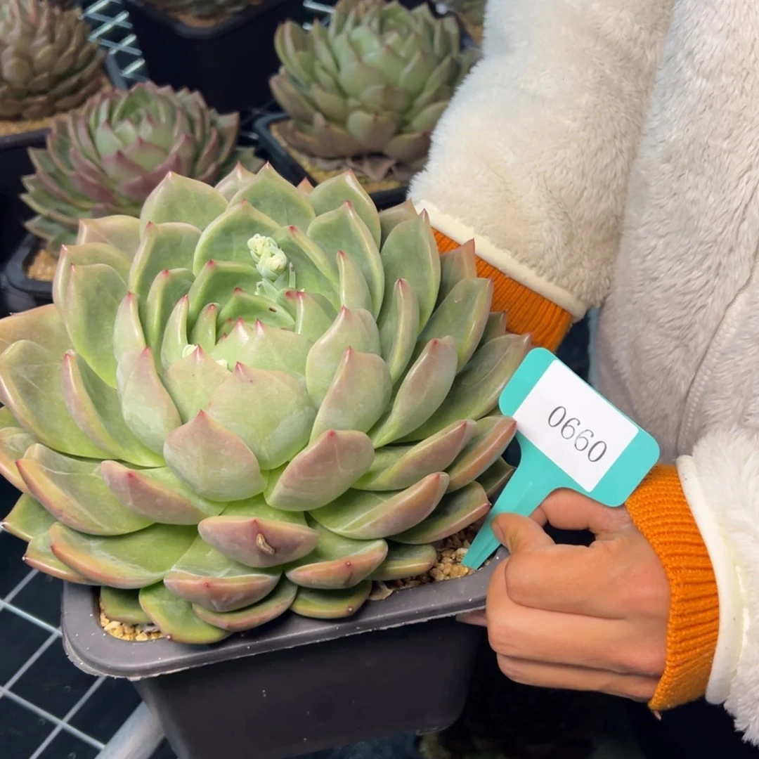 用****70660肉多多哦肉多么多哦