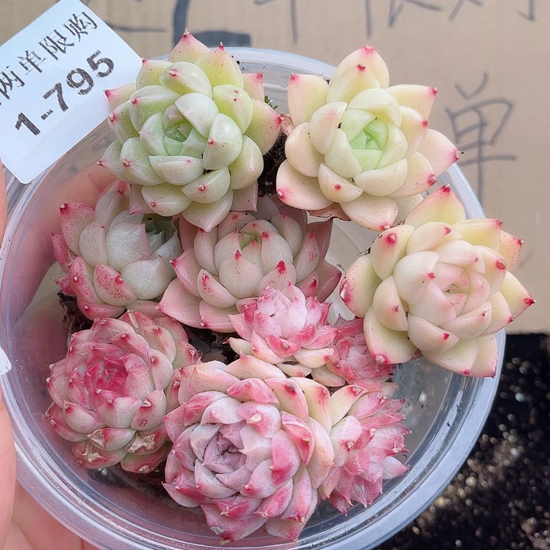 1-795 新疆西藏内蒙不发12.8包邮2-3公分多肉