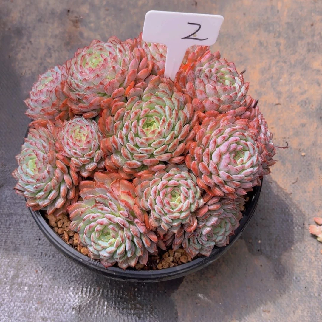 2白胖子多肉植物的