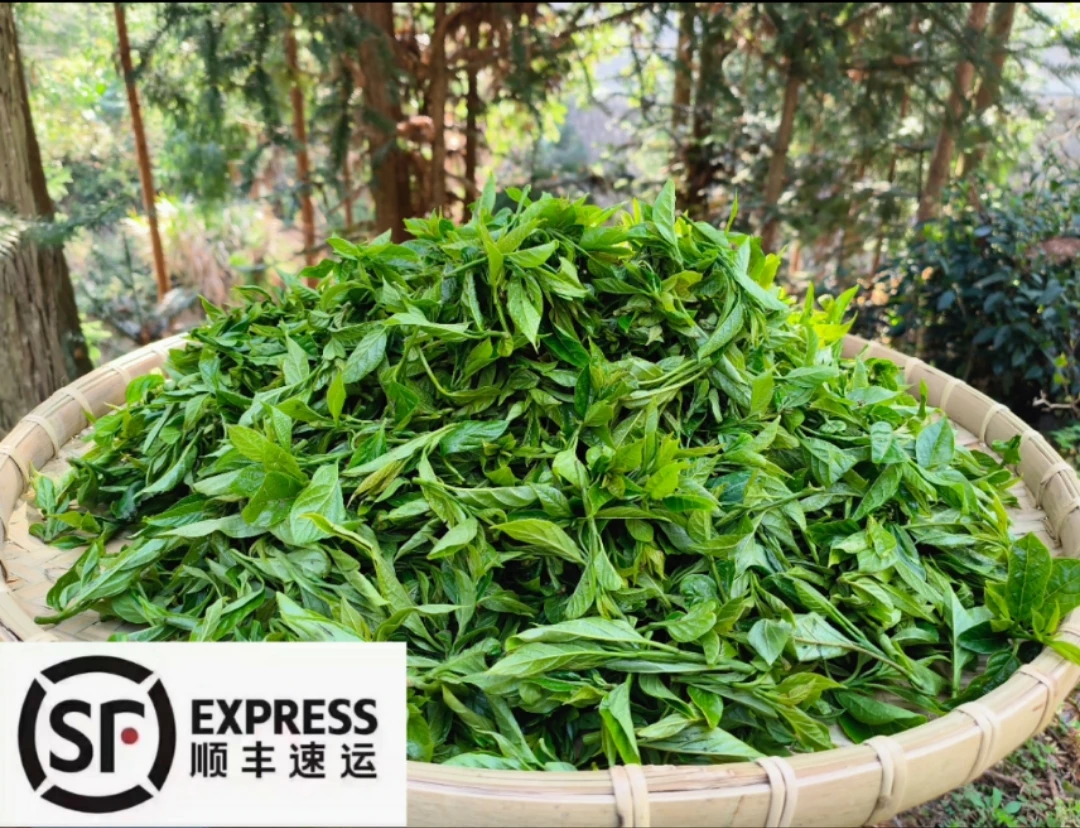 文成高山新鲜采摘柳蒿芽青风丝仙进奉荔枝