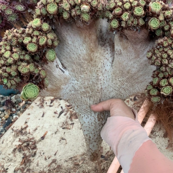 瑕疵无根烟朵朵脱土发货