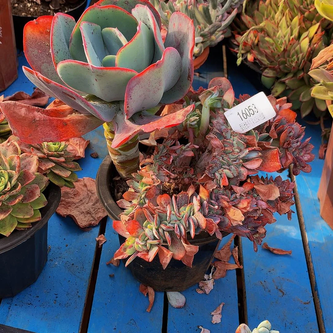 陈***姐瑞蝶缀16053多肉多肉