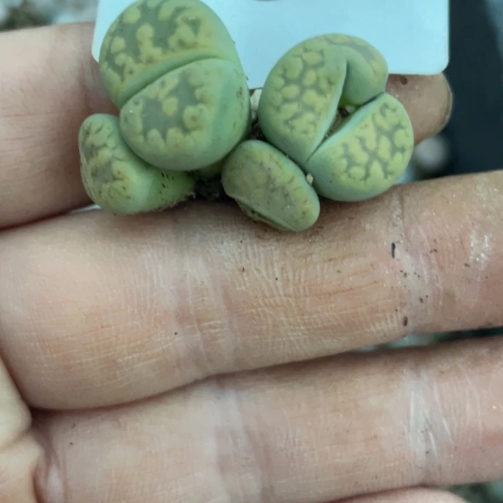 561绿朱玄母本双头缀化
