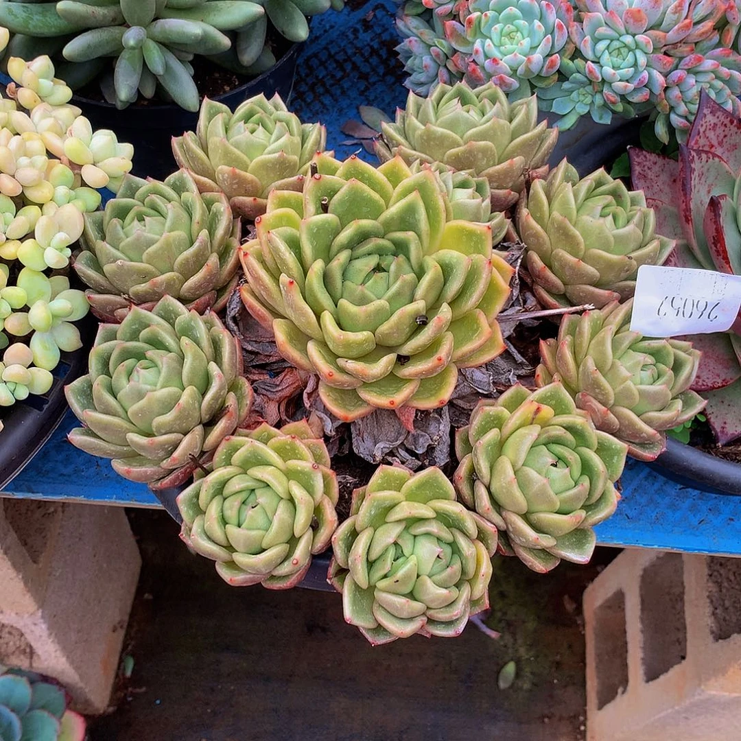 聆***、      白玫瑰多肉26052