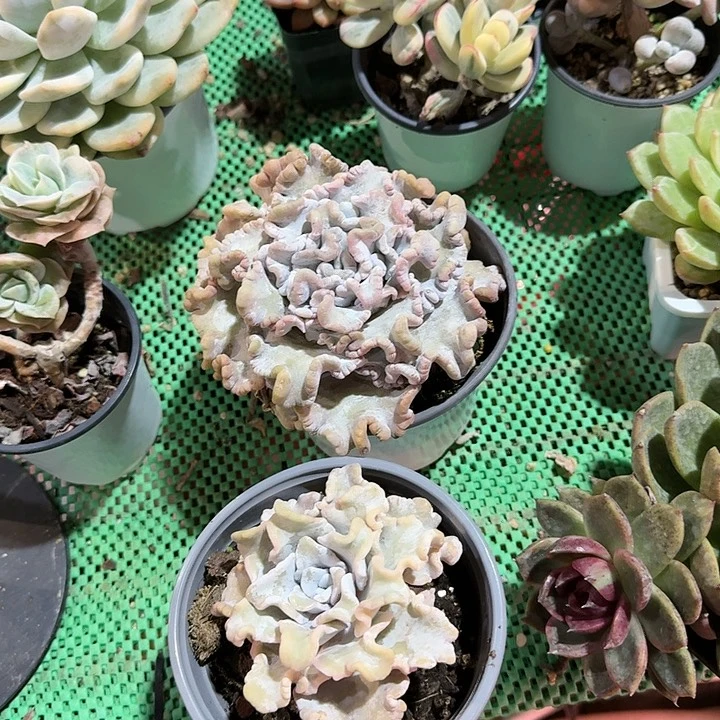 饺子皮多肉植物生长