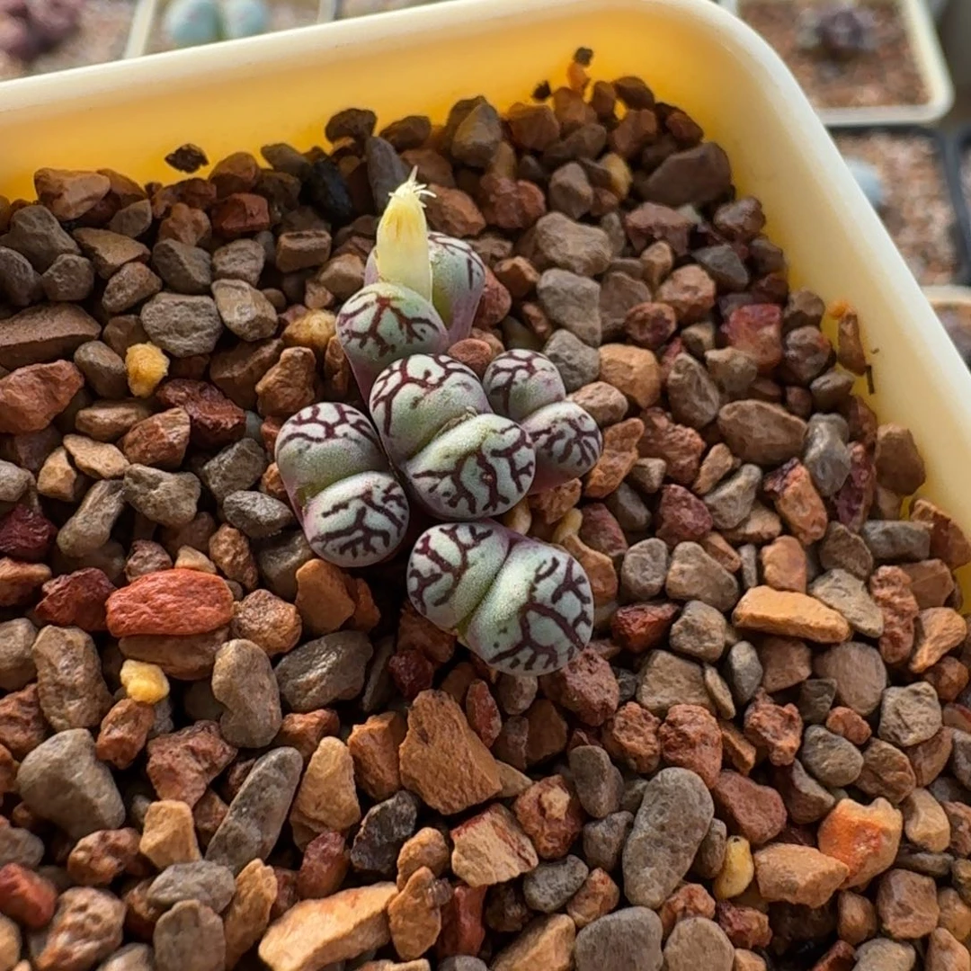 @****云缦精品番杏11.20