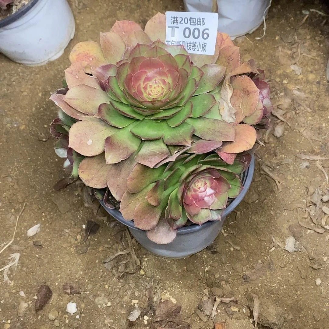 006万圣节沙拉碗多肉