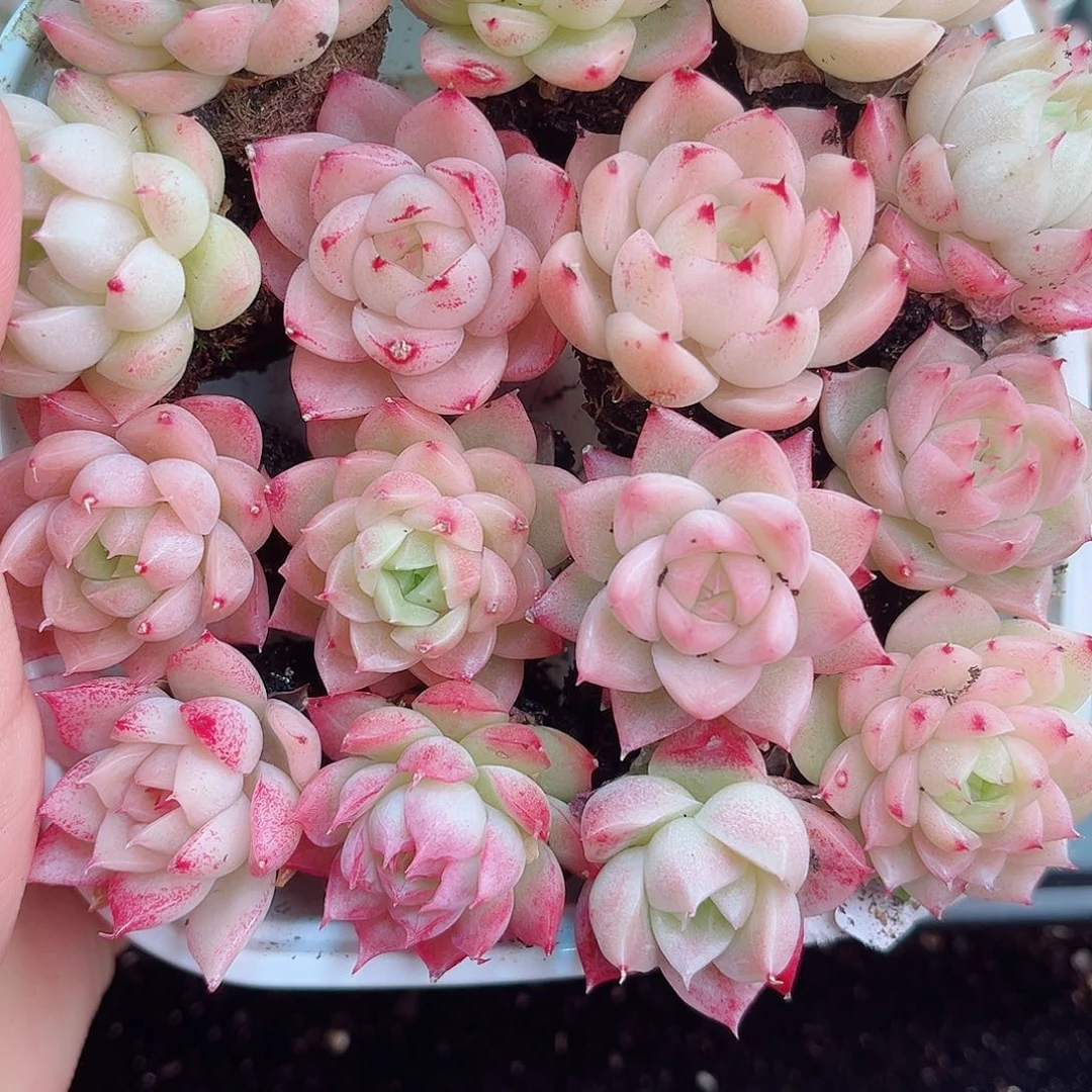 1-906新疆西藏内蒙不发12.8包邮2-3公分多肉