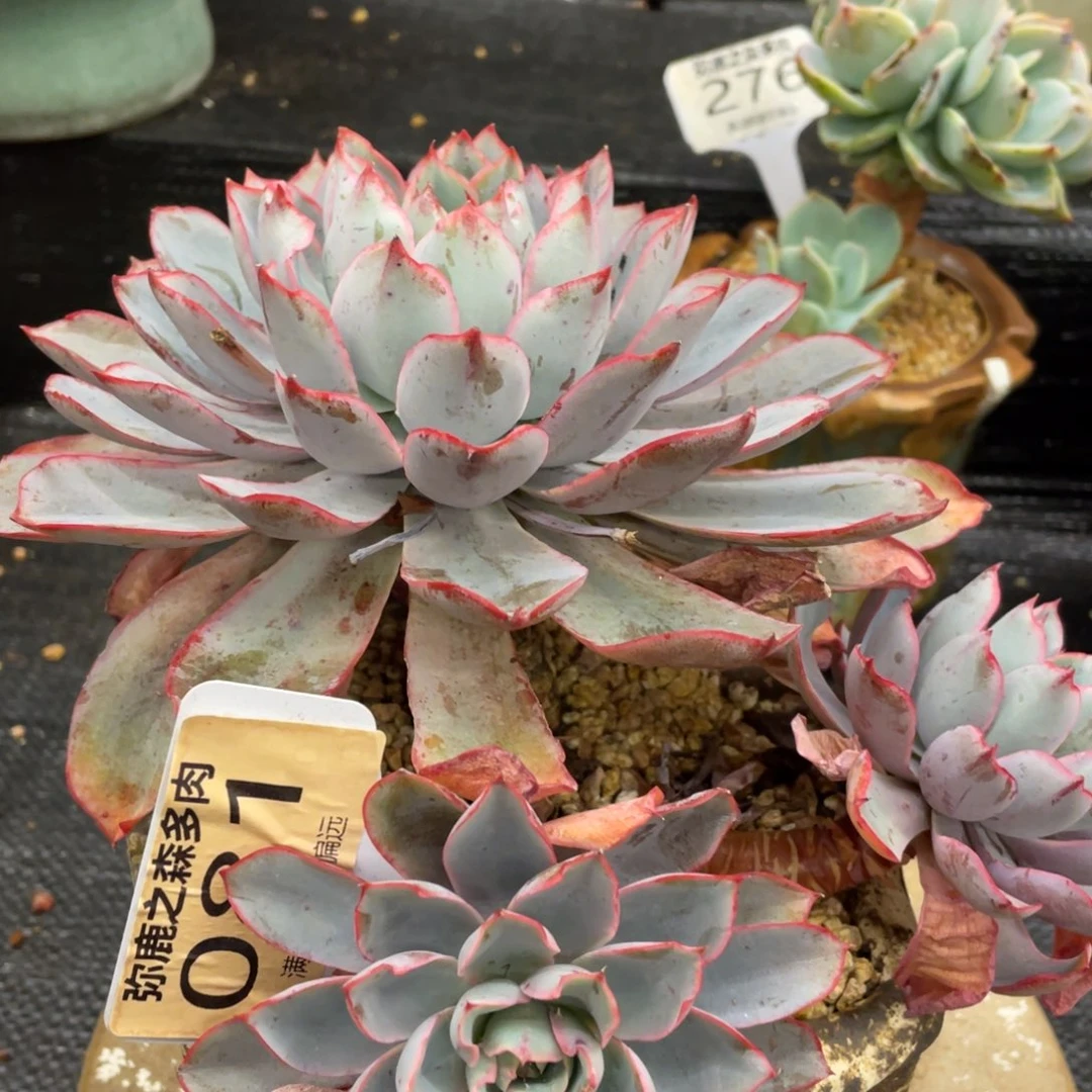 看***淡弥鹿之森一物一拍