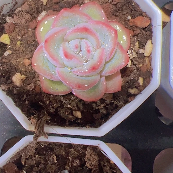 小黄金泡芙精品多肉