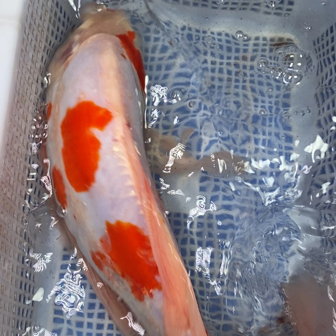 锦鲤冷水锦鲤包邮