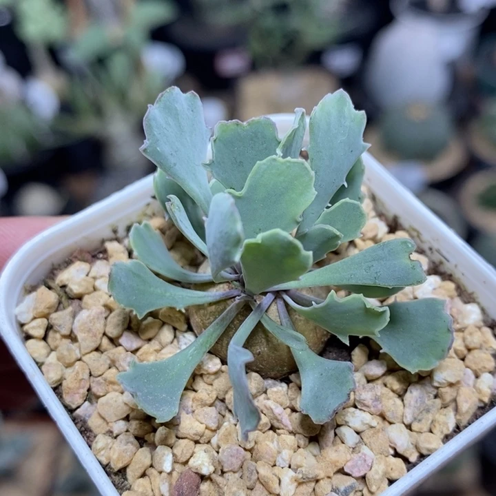 实生格加厚敦菊1067号2cm