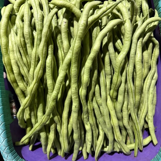 新鲜无筋豆架豆王农家种植云南本地四季豆新鲜现摘