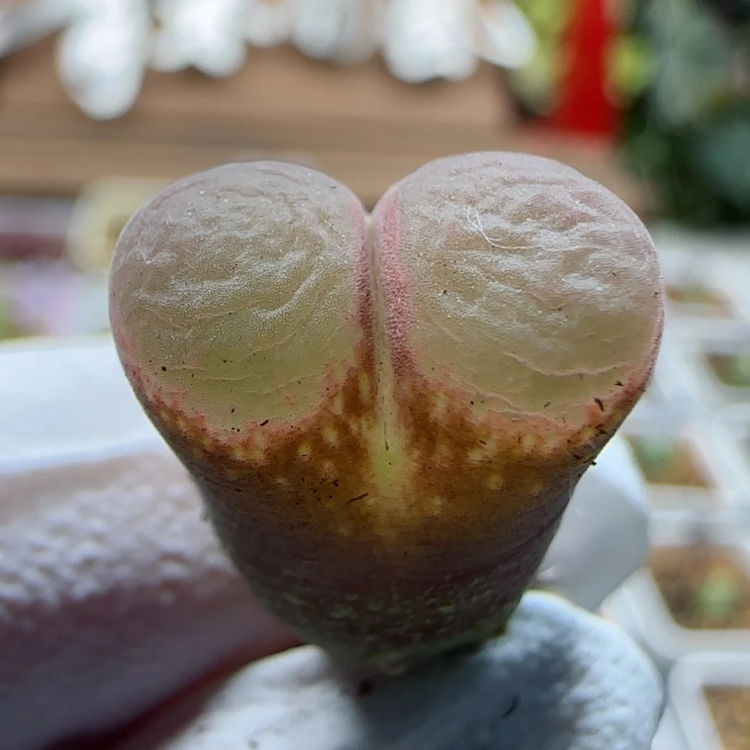 2-8-3-113当天满58包邮绝美风铃1.3cm有干疤多肉