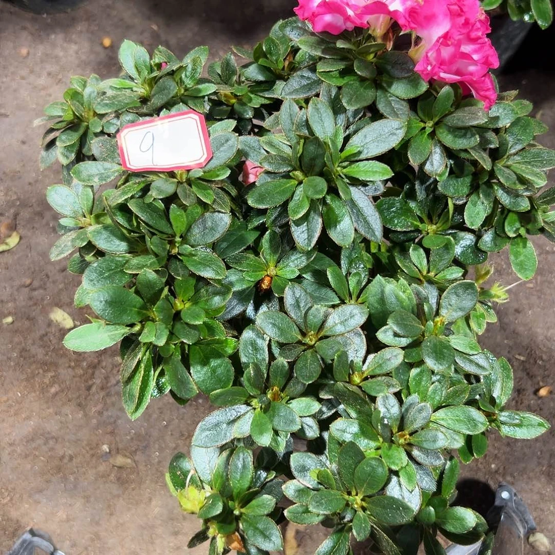 大部分花苞少量开放9