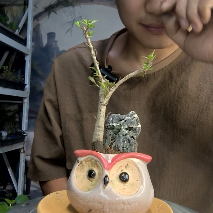 记****?中青园艺一物一拍431