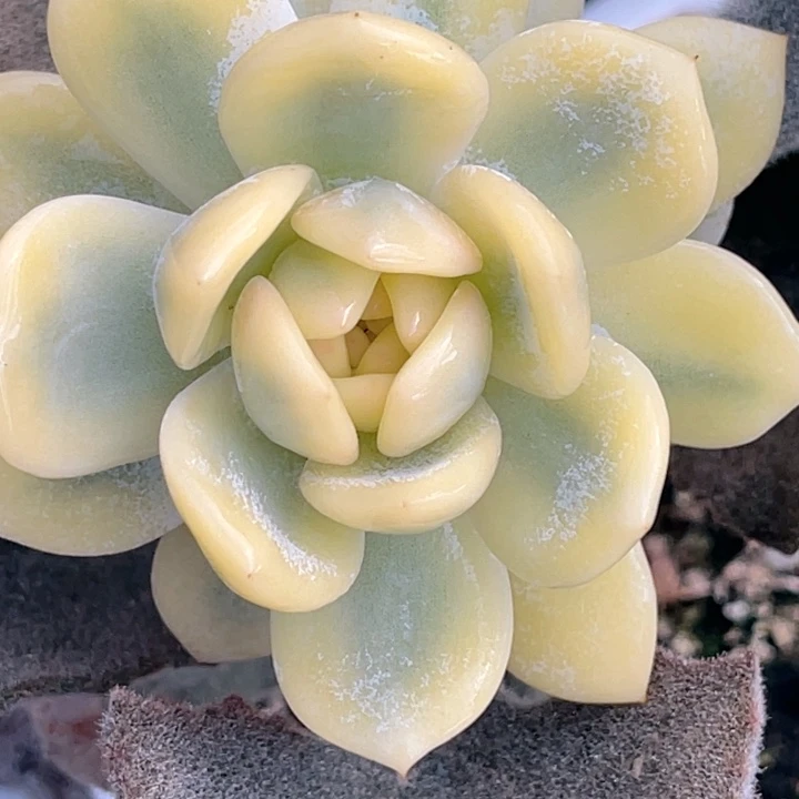 尚品福利梦露宽锦