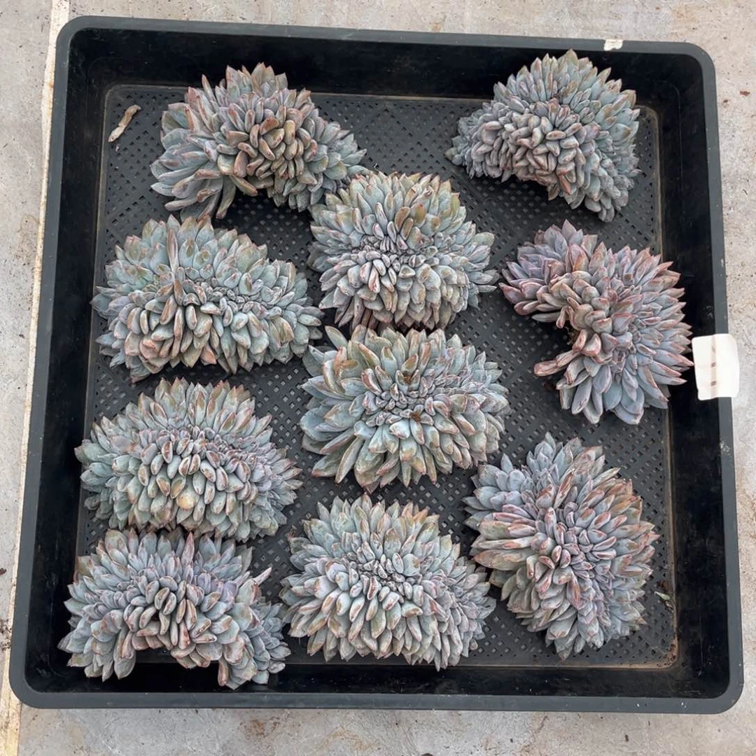 紫皮石榴籽星影缀10颗0000