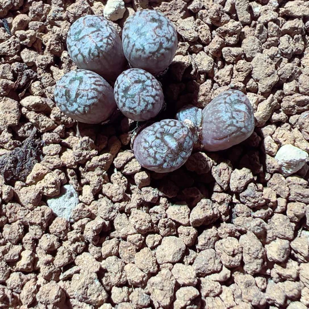 217-271多肉康菩提