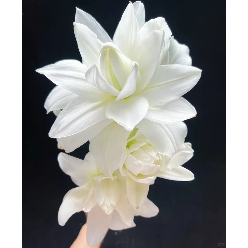 【白莲花】重瓣香水百合一单包邮云南鲜花昆明基地现采现发