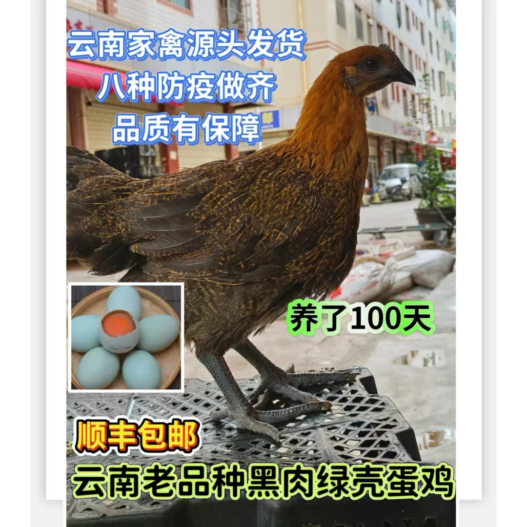 宠物鸡黑肉绿壳鸡1KG左右云南发货