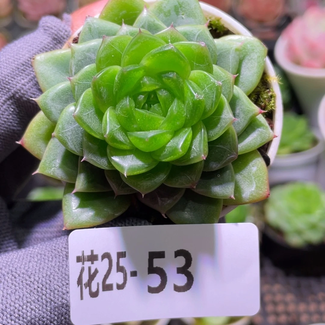 花利美25-53碧玺莲心