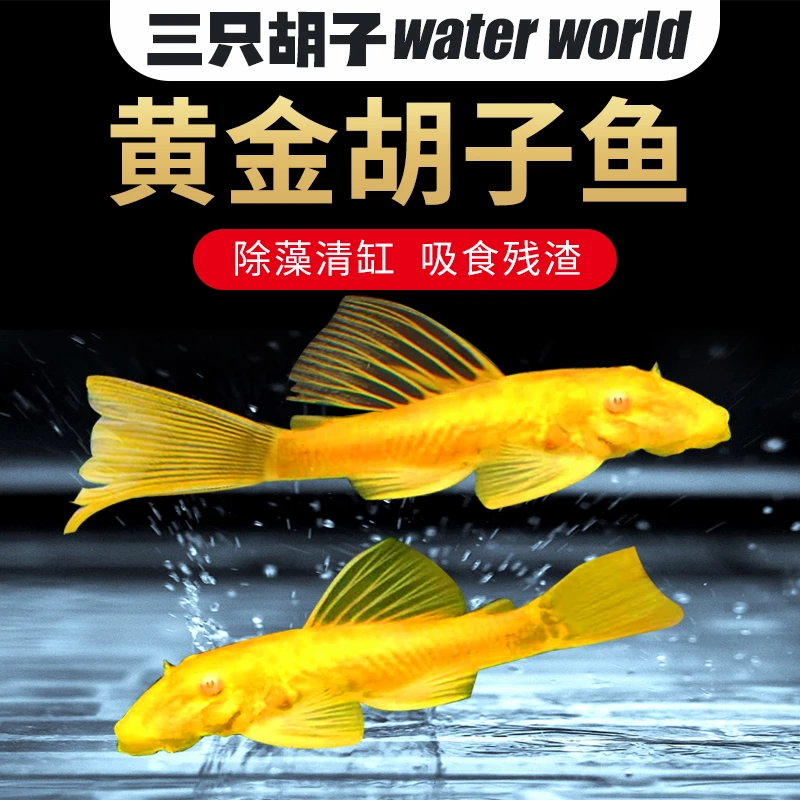黄金大胡子鱼工具鱼8+公1条