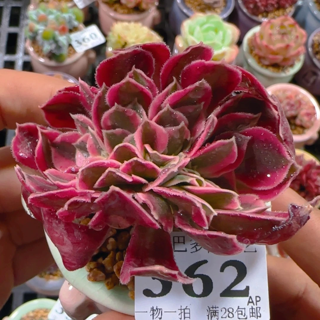 AP小尾巴5CM迷你拇指盆栽精控多肉362