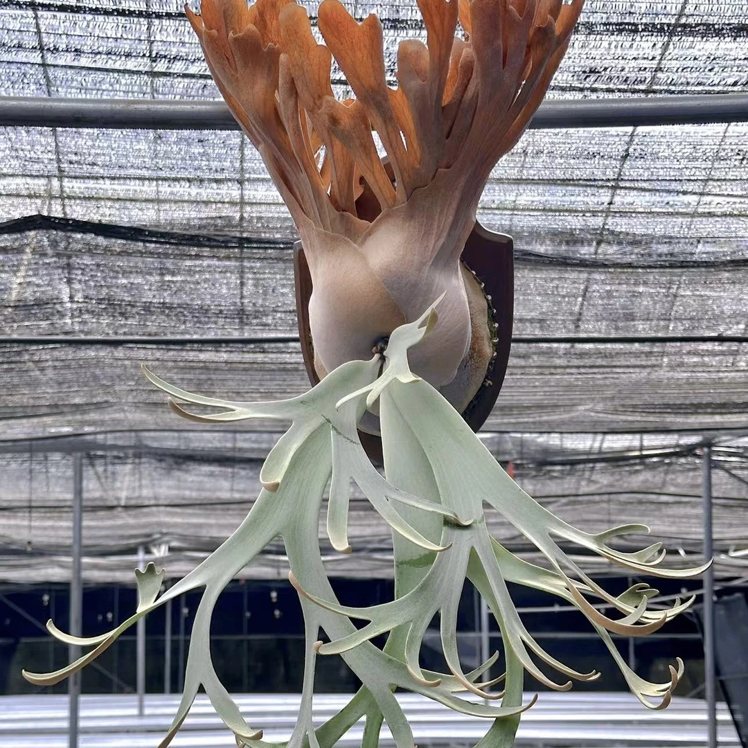 爪哇D 白波哥 侏儒爪哇塔苏塔鹿角蕨