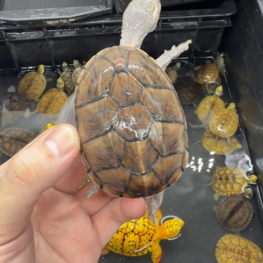 宠物龟不分公母麝香
