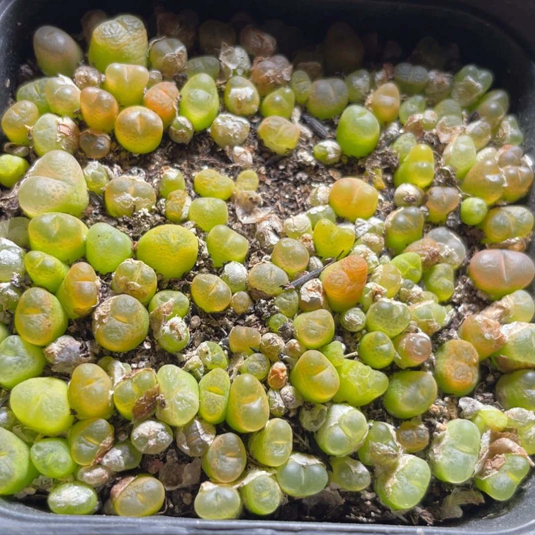 今晚大盆特价更新～33