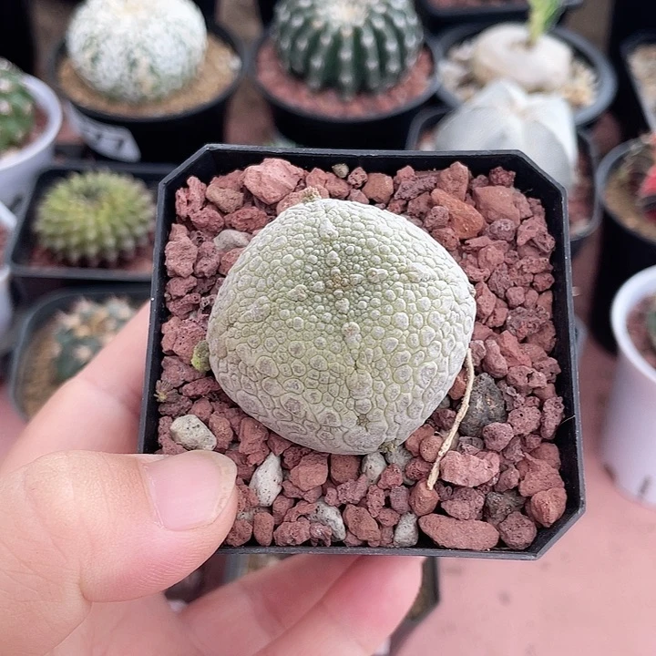 470大凝提玉仙人球