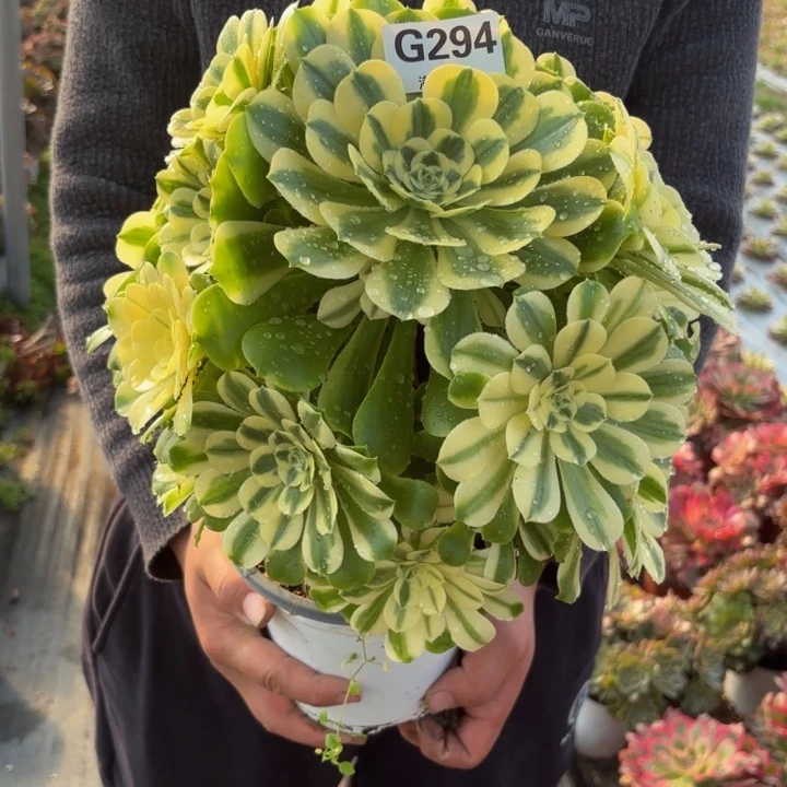 瑞妈，。。。。。。294辛尼亚