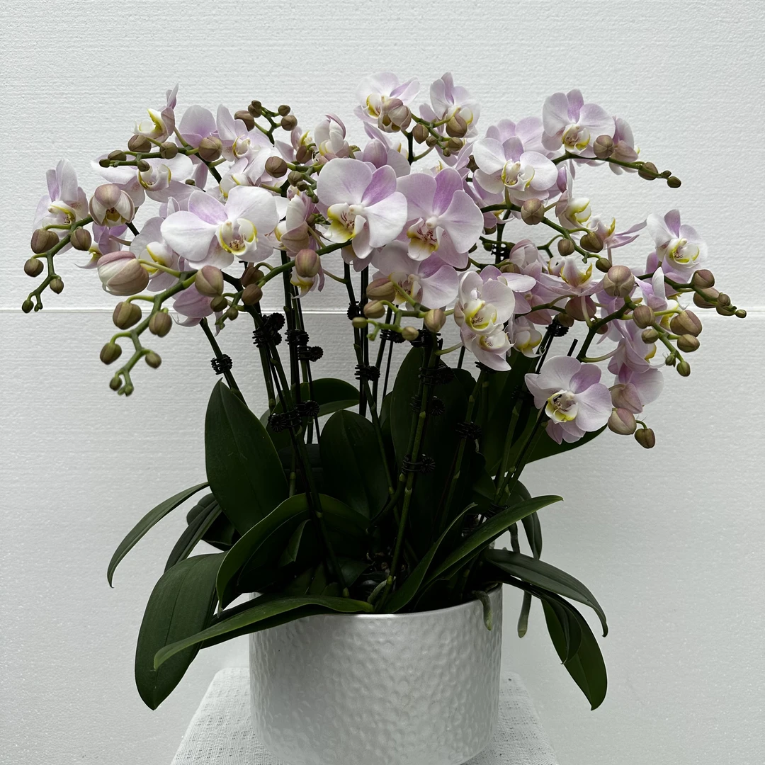 国馨【天使】蝴蝶兰懒人花 室内花卉 花期长 好养活