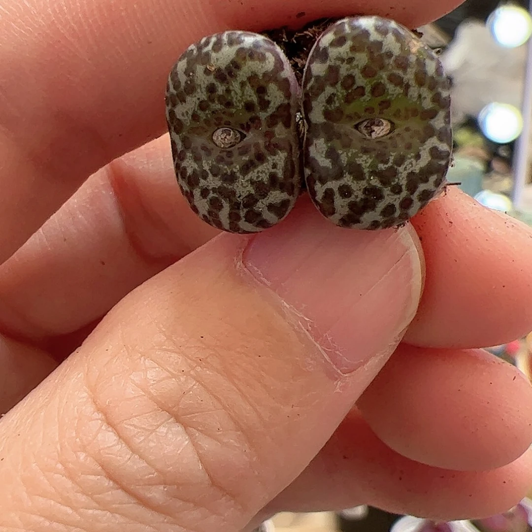 【闪购商品】134 安贞