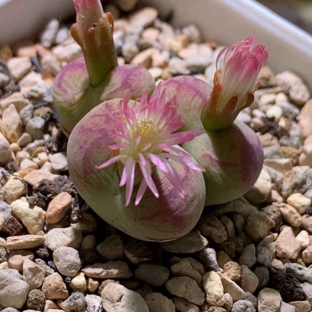 好看好看三头杂交